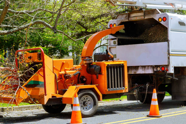 West Athens, CA Tree Service Company